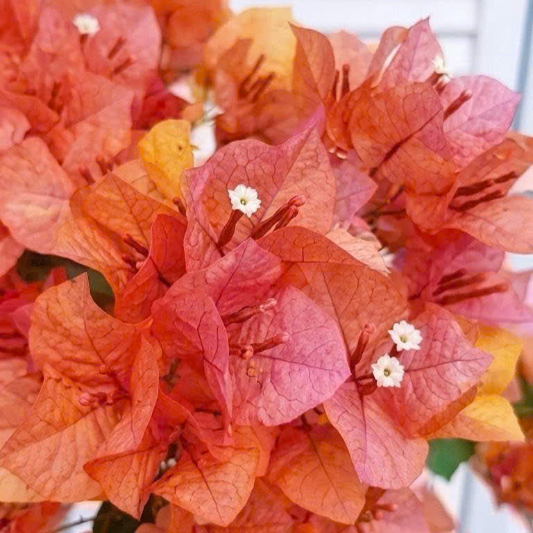 Cây Giống Hoa Giấy Adarna - Cây Khỏe - Bộ Rễ Tốt - Dễ Chăm - Ưa Nắng
