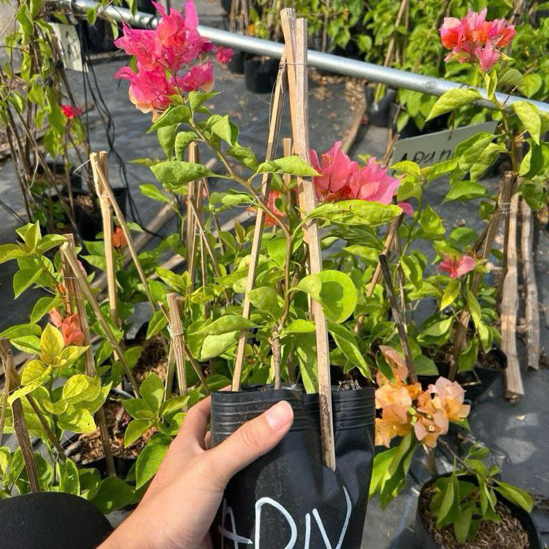 Cây Giống Hoa Giấy Adarna - Cây Khỏe - Bộ Rễ Tốt - Dễ Chăm - Ưa Nắng