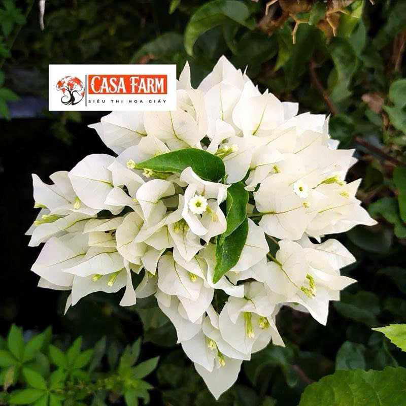 Cây GIống Hoa Giấy Cáo Trắng - Dòng Hoa Trắng Tinh - Tinh Khiết - Cây Khỏe