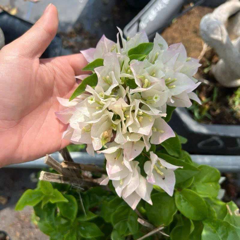 Cây GIống Hoa Giấy Cáo Trắng - Dòng Hoa Trắng Tinh - Tinh Khiết - Cây Khỏe