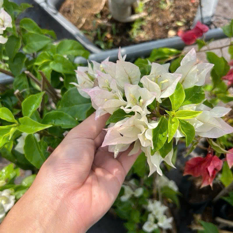 Cây GIống Hoa Giấy Cáo Trắng - Dòng Hoa Trắng Tinh - Tinh Khiết - Cây Khỏe