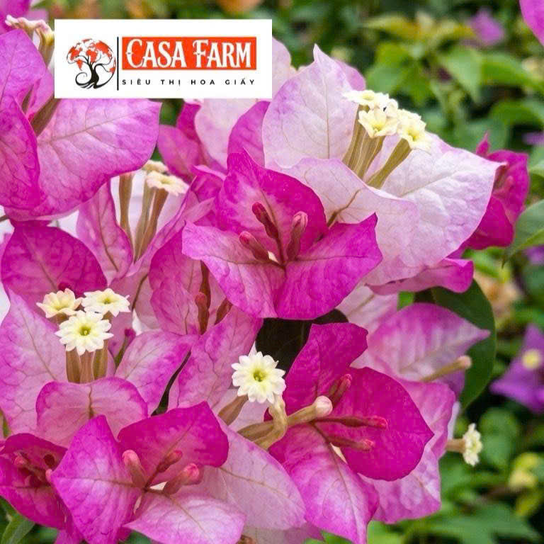 Cây Giống Hoa Giấy Cereamilk - Màu Sắc Ngọt - Bộ Rễ Khỏe - Dễ Chăm Sóc