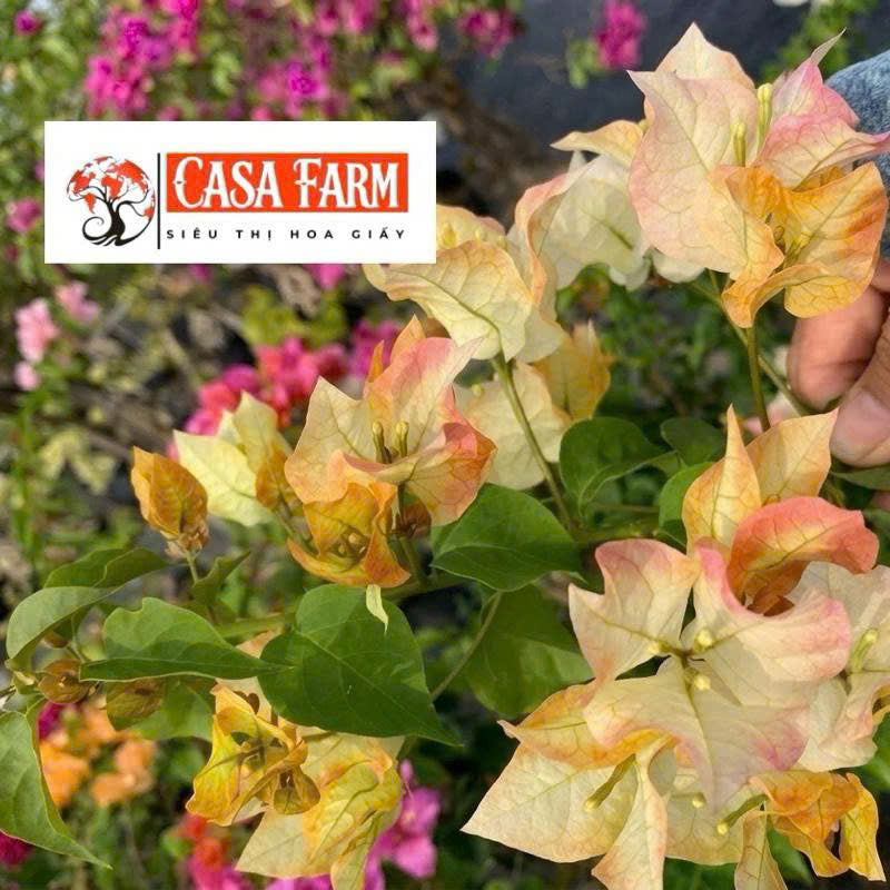 Cây Giống Hoa Giấy Chitra Gold - Màu Sắc Ánh Kim - Cây Khỏe - Bộ Rễ Tốt