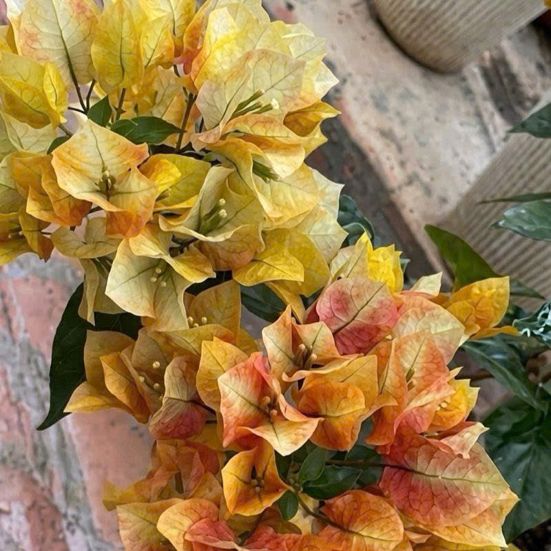 Cây Giống Hoa Giấy Chitra Gold - Màu Sắc Ánh Kim - Cây Khỏe - Bộ Rễ Tốt