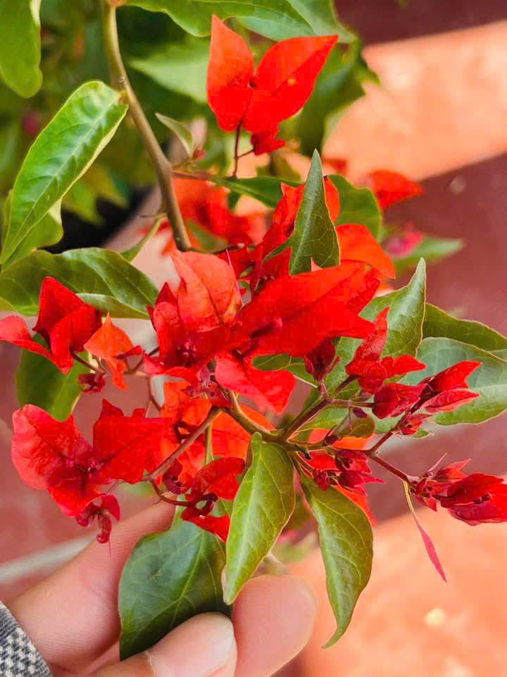 Cây Giống Hoa Giấy Đỏ Lửa - Cây Chuyên Leo - Màu Sắc Rực Rỡ - Dễ Chăm - Ưa Nắng