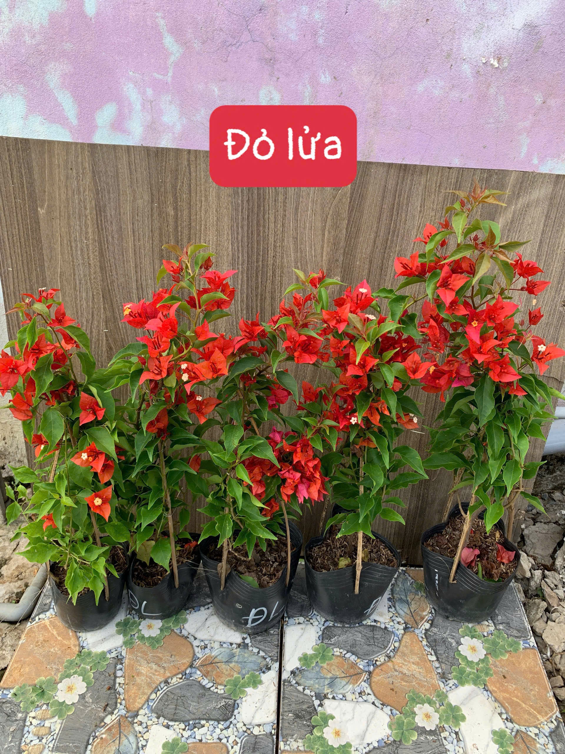 Cây Giống Hoa Giấy Đỏ Lửa - Cây Chuyên Leo - Màu Sắc Rực Rỡ - Dễ Chăm - Ưa Nắng