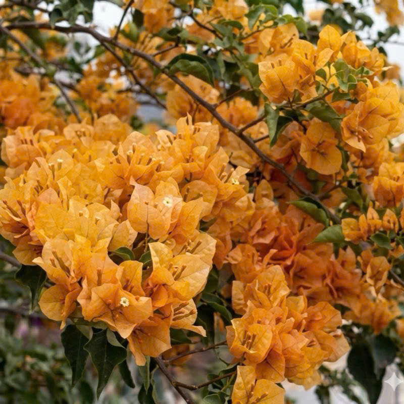 Cây Giống Hoa Giấy Dưa Hấu Vàng - Màu Vàng Sang Trọng - Cây Dễ Chăm - Bền Hoa