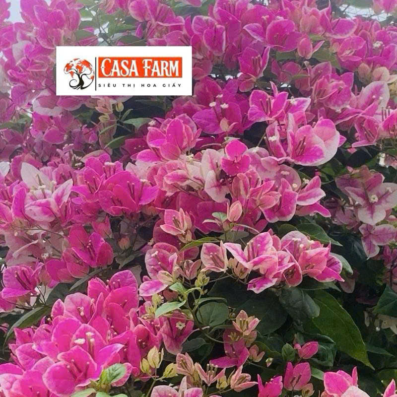 Cây Giống Hoa Giấy Hồng Gân - Ưa Nắng - Chăm Siêu Dễ - Sai Hoa - Siêu Hoa