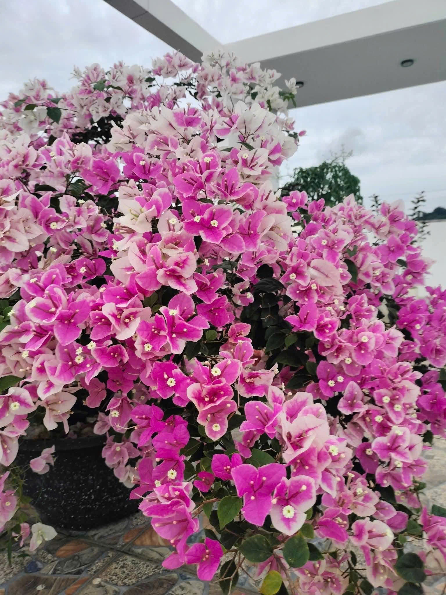 Cây Giống Hoa Giấy Hồng Gân - Ưa Nắng - Chăm Siêu Dễ - Sai Hoa - Siêu Hoa
