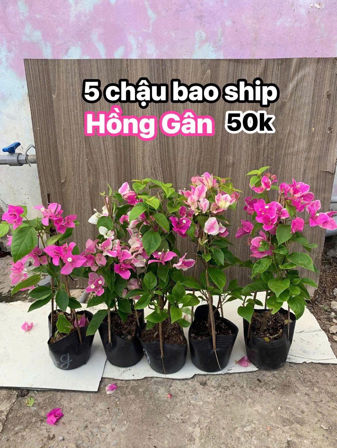 Cây Giống Hoa Giấy Hồng Gân - Ưa Nắng - Chăm Siêu Dễ - Sai Hoa - Siêu Hoa
