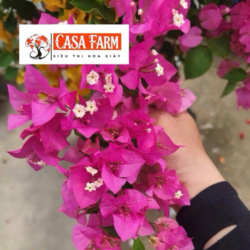 Cây Giống Hoa Giấy Hồng Thái - Sai Hoa - Siêu Hoa - Ưa Nắng