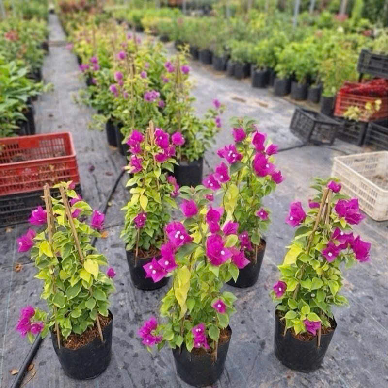 Cây Giống Hoa Giấy Hồng Thái - Sai Hoa - Siêu Hoa - Ưa Nắng