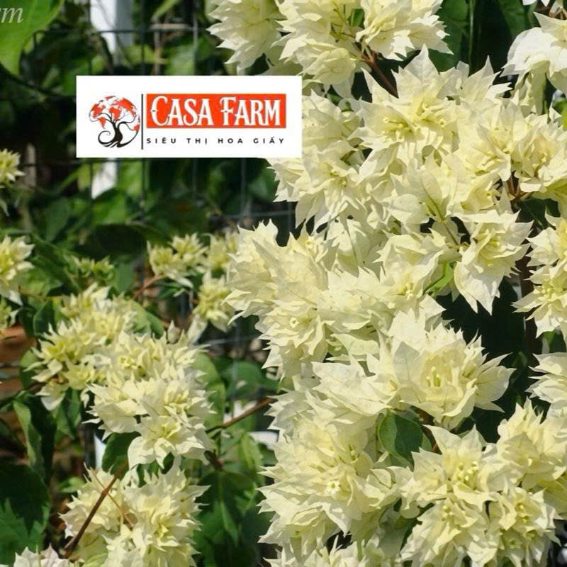 Cây Giống Hoa Giấy Kép Trắng - Màu Sắc Tinh Khôi - Ưa Nắng - Bộ Rễ Khỏe