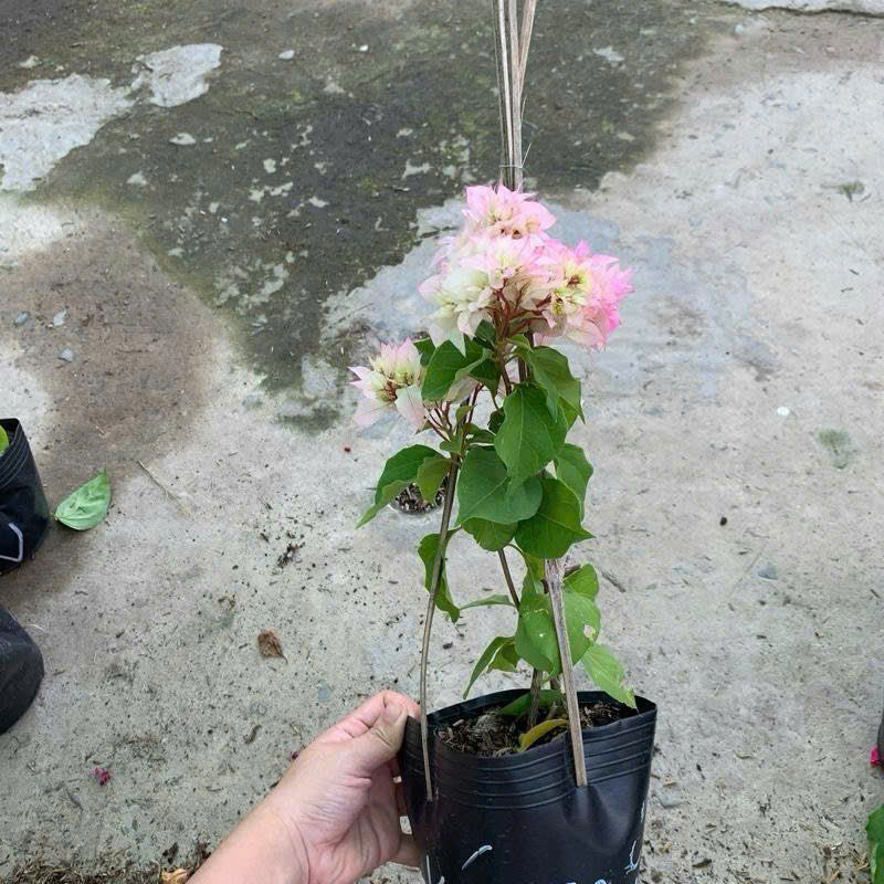 Cây Giống Hoa Giấy Kép Trắng - Màu Sắc Tinh Khôi - Ưa Nắng - Bộ Rễ Khỏe