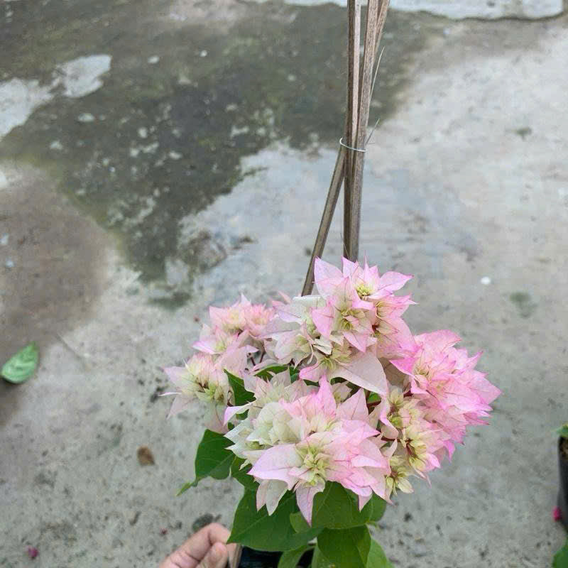 Cây Giống Hoa Giấy Kép Trắng - Màu Sắc Tinh Khôi - Ưa Nắng - Bộ Rễ Khỏe