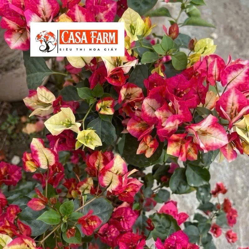Cây Giống Hoa Giấy Lady Zyra - Vẻ Đẹp Kiêu Sa - Đổi Màu Siêu Xinh - Dễ Chăm