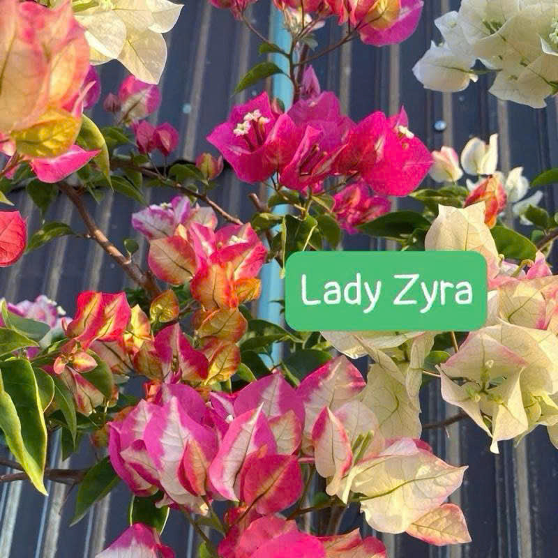 Cây Giống Hoa Giấy Lady Zyra - Vẻ Đẹp Kiêu Sa - Đổi Màu Siêu Xinh - Dễ Chăm