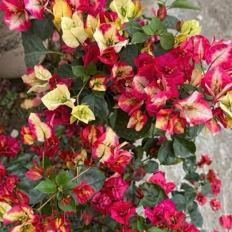 Cây Giống Hoa Giấy Lady Zyra - Vẻ Đẹp Kiêu Sa - Đổi Màu Siêu Xinh - Dễ Chăm