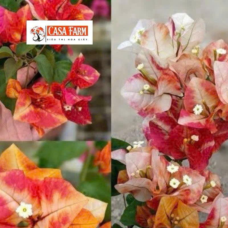 Cây Giống Hoa Giấy Monduring - Bộ Rễ Khỏe - Cây Ưa Nắng