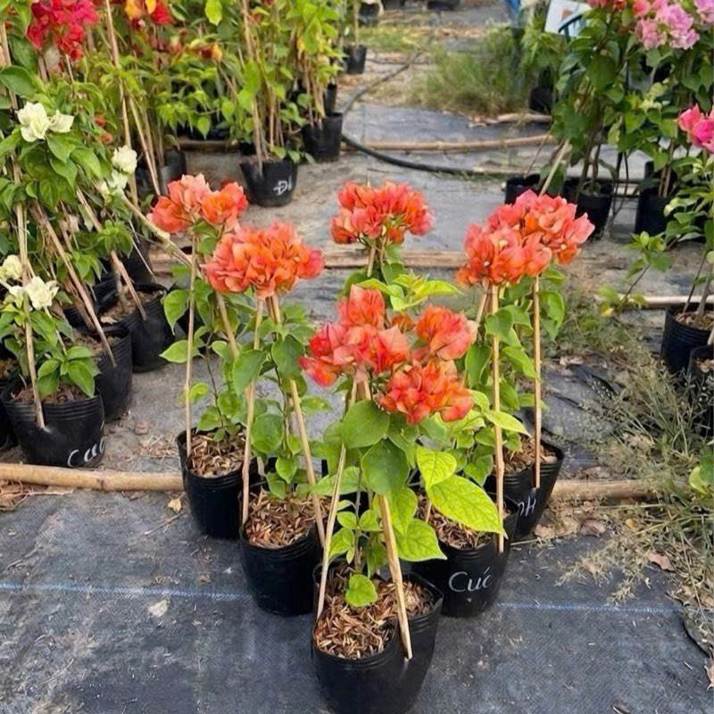 Cây Giống Hoa Giấy Monduring - Bộ Rễ Khỏe - Cây Ưa Nắng