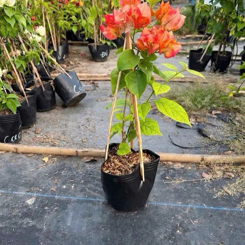 Cây Giống Hoa Giấy Monduring - Bộ Rễ Khỏe - Cây Ưa Nắng