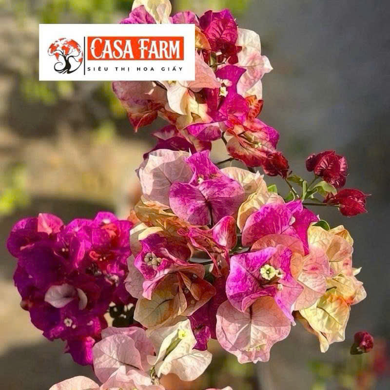 Cây Giống Hoa Giấy Murayama - Màu Sắc Hài Hòa - Dòng Ưa Nắng - Cây Khỏe
