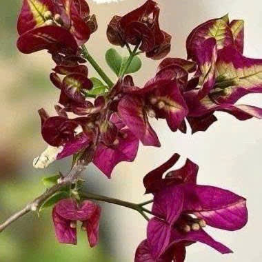 Cây Giống Hoa Giấy Murayama - Màu Sắc Hài Hòa - Dòng Ưa Nắng - Cây Khỏe