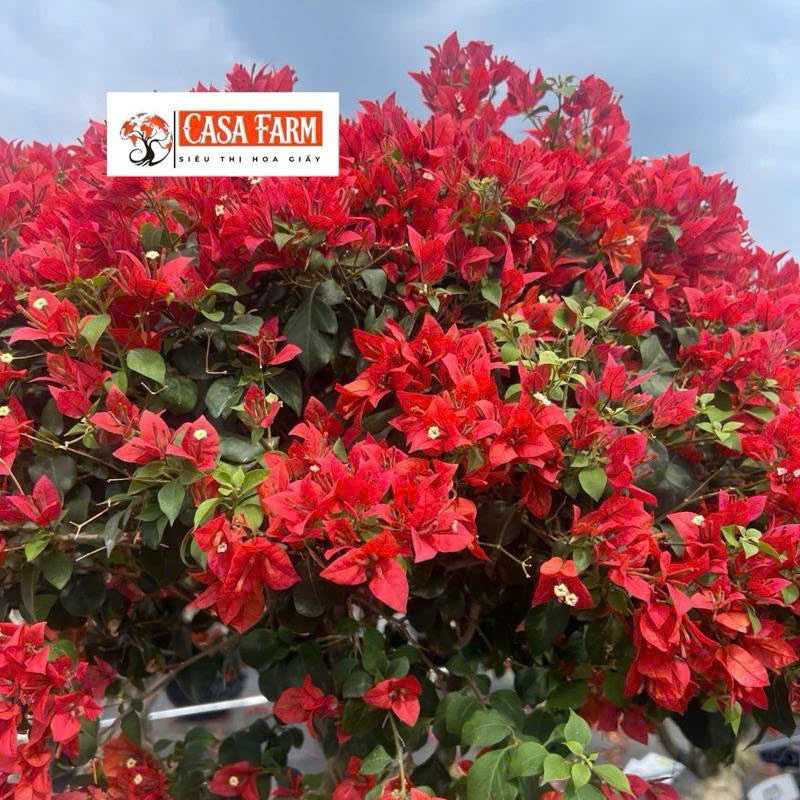 Cây Giống Hoa Giấy Redbrizza - Màu Đỏ Đô - Dòng Bền Hoa - Siêu Hoa - Sai Hoa