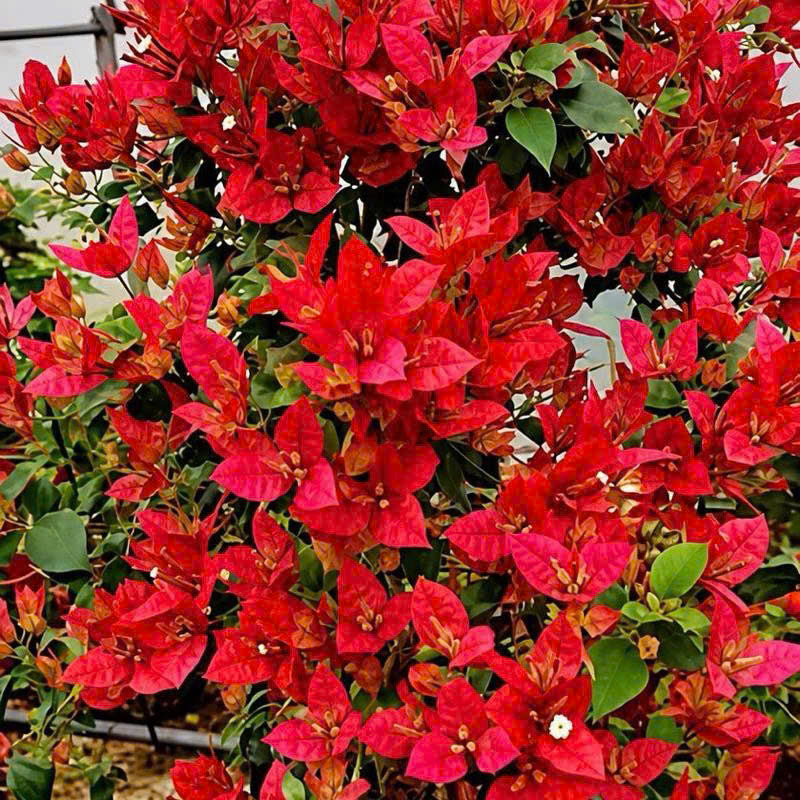 Cây Giống Hoa Giấy Redbrizza - Màu Đỏ Đô - Dòng Bền Hoa - Siêu Hoa - Sai Hoa