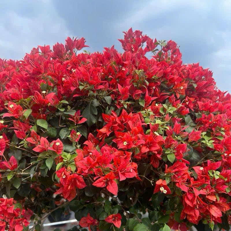 Cây Giống Hoa Giấy Redbrizza - Màu Đỏ Đô - Dòng Bền Hoa - Siêu Hoa - Sai Hoa