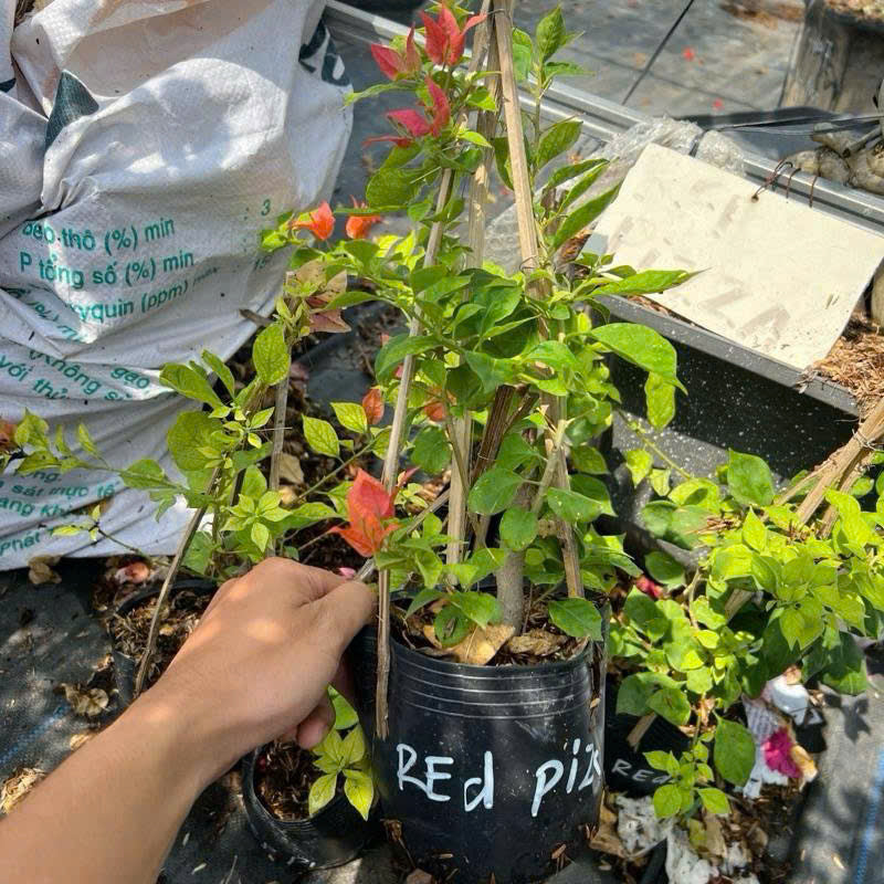 Cây Giống Hoa Giấy Redbrizza - Màu Đỏ Đô - Dòng Bền Hoa - Siêu Hoa - Sai Hoa