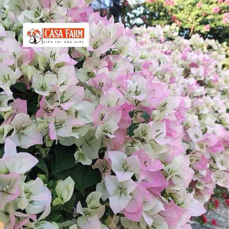 Cây Giống Hoa Giấy Sakura - Ưa Nắng - Cây Khỏe - Bộ Rễ Tốt - Sai Hoa