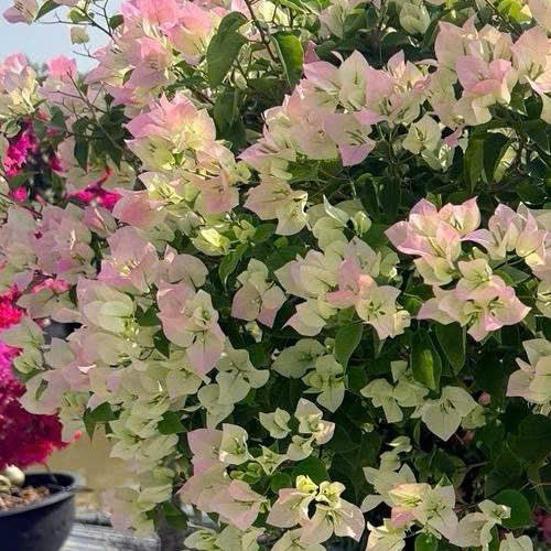 Cây Giống Hoa Giấy Sakura - Ưa Nắng - Cây Khỏe - Bộ Rễ Tốt - Sai Hoa