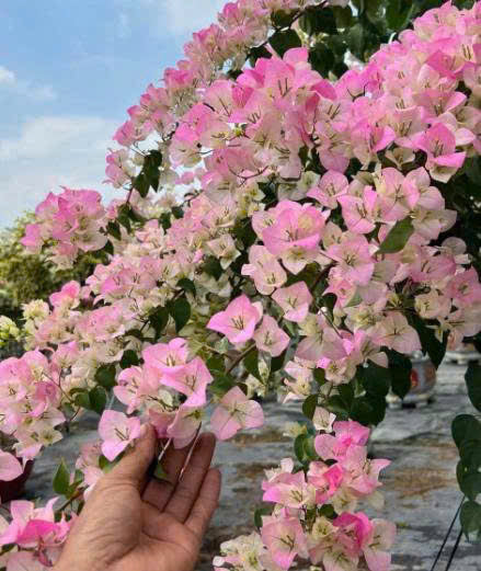 Cây Giống Hoa Giấy Sakura - Ưa Nắng - Cây Khỏe - Bộ Rễ Tốt - Sai Hoa