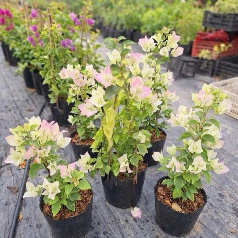 Cây Giống Hoa Giấy Sakura - Ưa Nắng - Cây Khỏe - Bộ Rễ Tốt - Sai Hoa