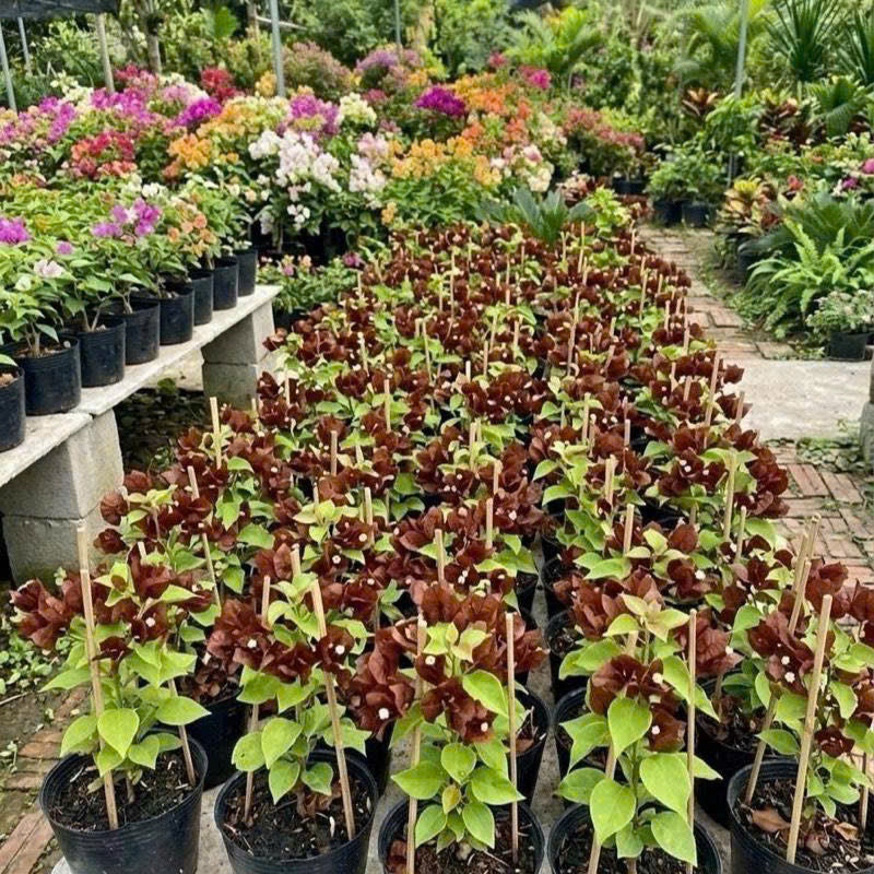 Cây Giống Hoa Giấy Socola - Màu Sắc Ngọt Ngào - Dễ Chăm - Ưa Nắng
