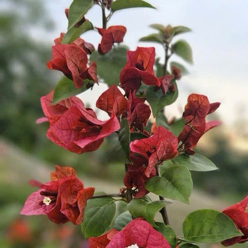 Cây Giống Hoa Giấy Socola - Màu Sắc Ngọt Ngào - Dễ Chăm - Ưa Nắng