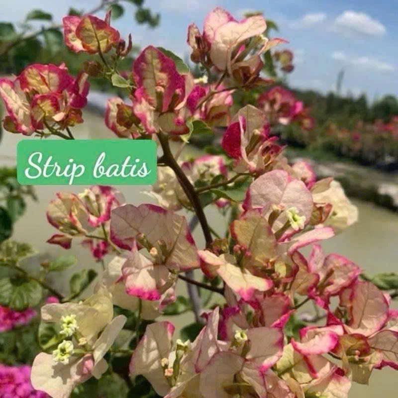 Cây Giống Hoa Giấy Strip Batis - Hoa Màu Sắc Mới Mẻ - Dòng Ưa Nắng - Dễ Chăm