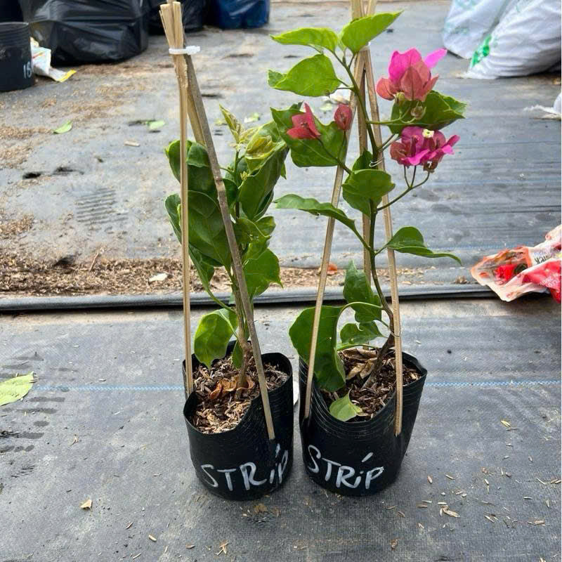 Cây Giống Hoa Giấy Strip Batis - Hoa Màu Sắc Mới Mẻ - Dòng Ưa Nắng - Dễ Chăm