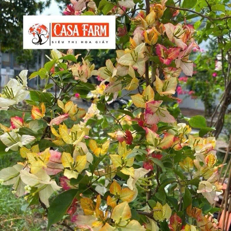 Cây Giống Hoa Giấy Sufia - Dòng Đổi Màu - Ưa Nắng - Dễ Dàng Chăm Sóc