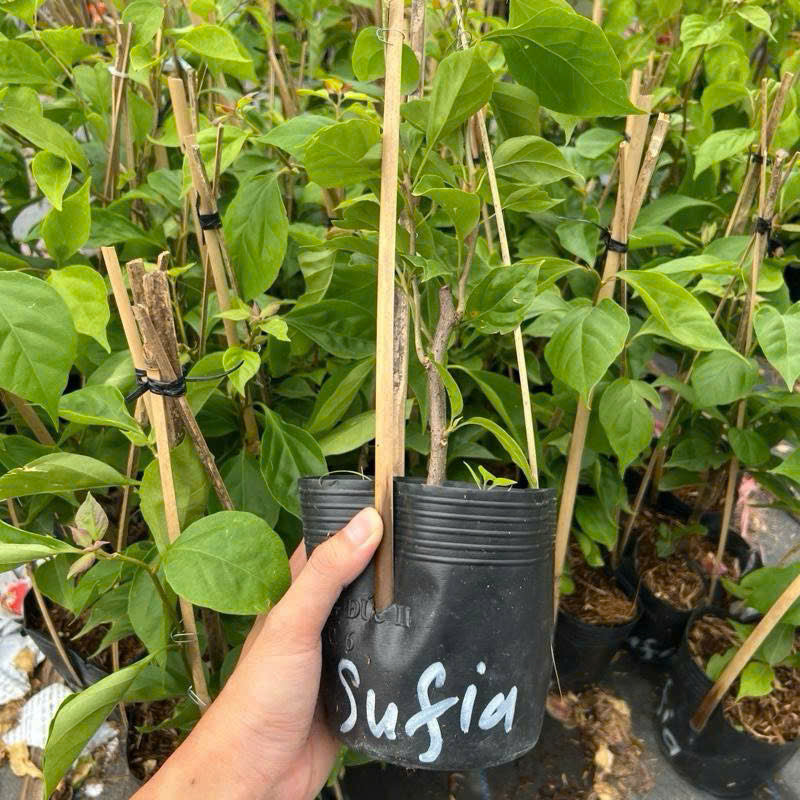 Cây Giống Hoa Giấy Sufia - Dòng Đổi Màu - Ưa Nắng - Dễ Dàng Chăm Sóc