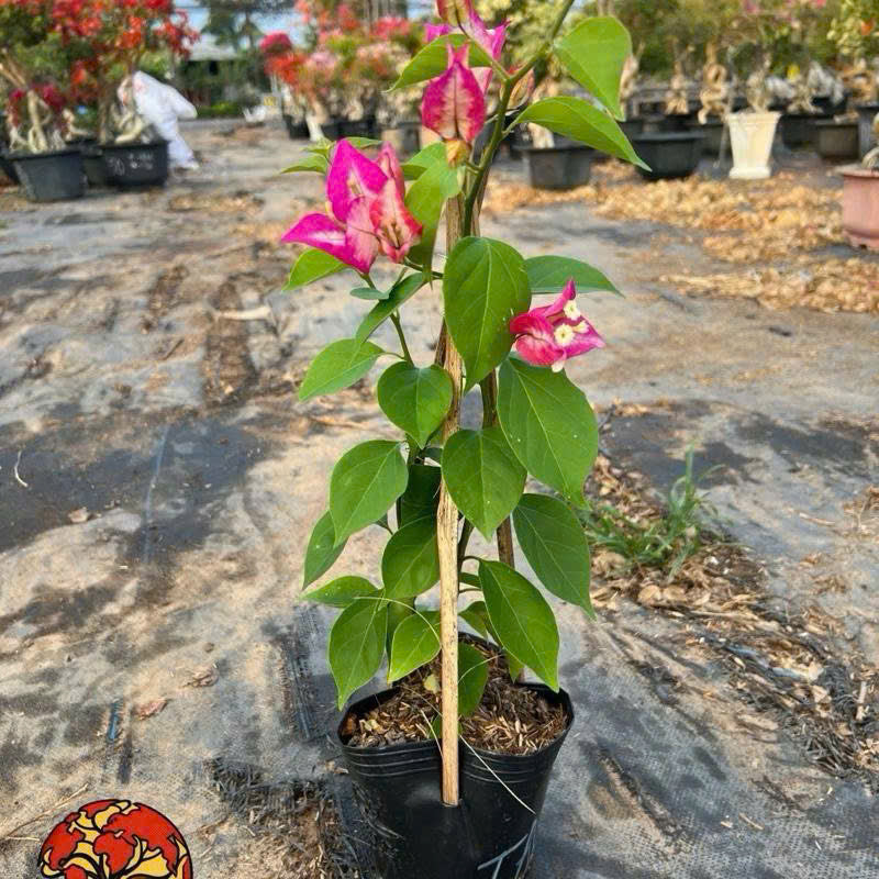 Cây Giống Hoa Giấy Tiểu Ấn Độ - Cây Nguyên Bản - Dòng Đổi Màu - Dễ Chăm