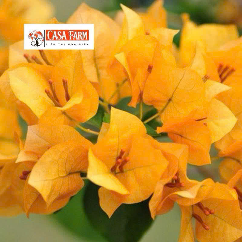 Cây Giống Hoa Giấy Vàng Thái - Màu Vàng Rực Rỡ - Bộ Rễ Khỏe - Dễ Chăm - Cây Khỏe