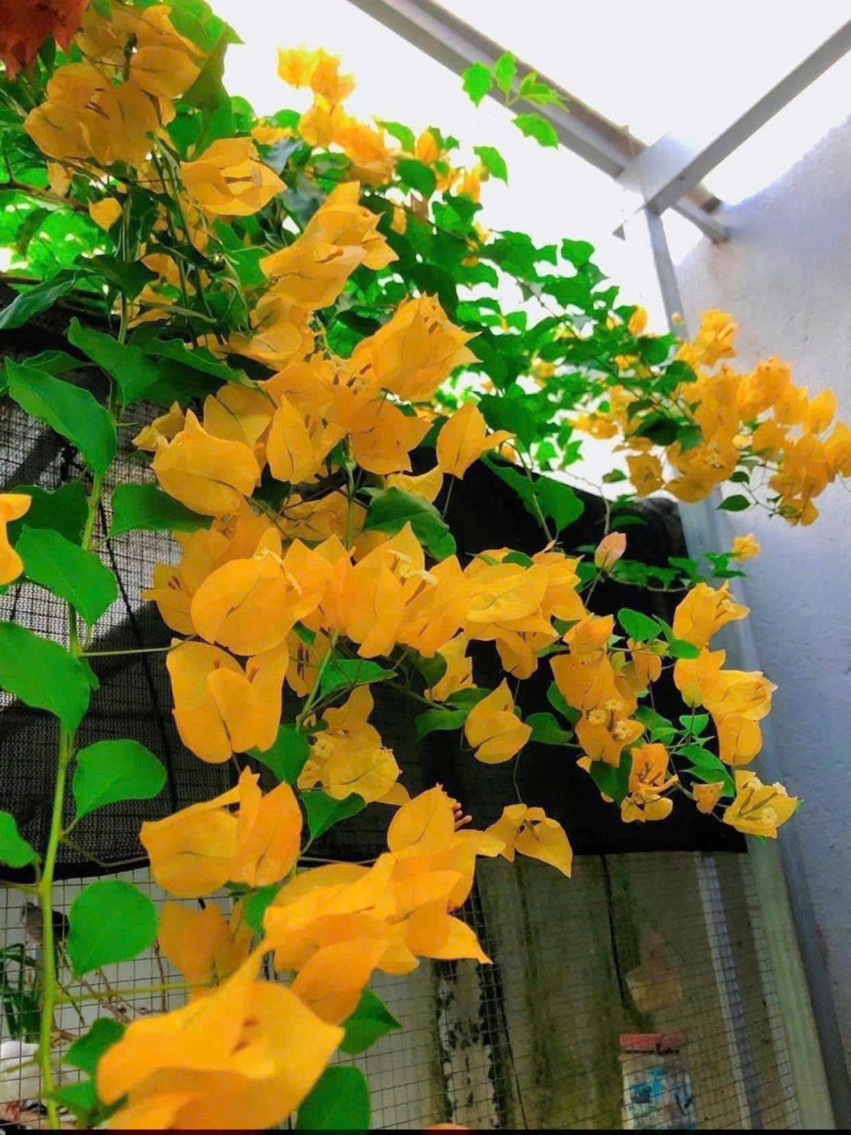 Cây Giống Hoa Giấy Vàng Thái - Màu Vàng Rực Rỡ - Bộ Rễ Khỏe - Dễ Chăm - Cây Khỏe