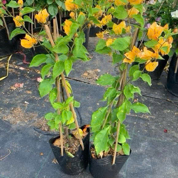 Cây Giống Hoa Giấy Vàng Thái - Màu Vàng Rực Rỡ - Bộ Rễ Khỏe - Dễ Chăm - Cây Khỏe