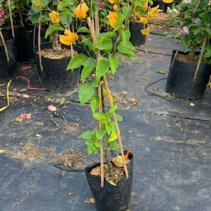 Cây Giống Hoa Giấy Vàng Thái - Màu Vàng Rực Rỡ - Bộ Rễ Khỏe - Dễ Chăm - Cây Khỏe