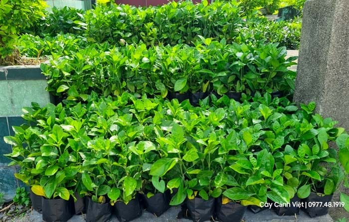 Cách chăm sóc cây ắc ó giúp cây phát triển tốt