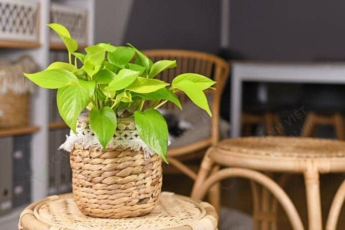 Trầu bà vàng lá dài trang trí công trình với lá to và bóng đẹp