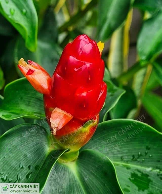 Hoa cây phúc lộc thọ màu đỏ rực rỡ
