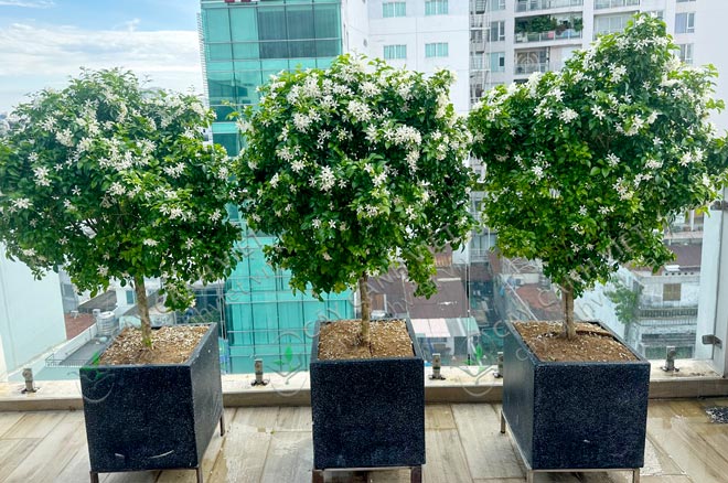 cây nguyệt quế trồng trên sân thượng hoa ra rực rỡ
